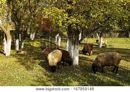 Sheep grazing among the trees. Colored leaves on the green grass.
