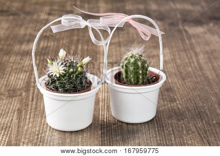 Two cactuses in pots decorated with bows