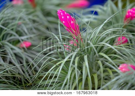 Close up of Bromeliad flower Beautiful flowers