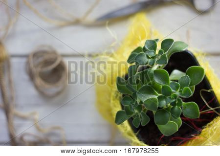 Aichryson Succulent Plant In A Yellow Pot - Home Plant.
