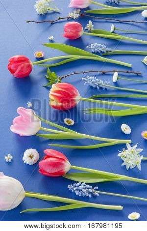 Variety of colorful spring flowers on blue background