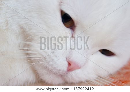 White cat with pink nose closeup on the floor
