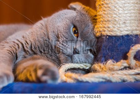 Gray cat scratching in the background looking at the camera