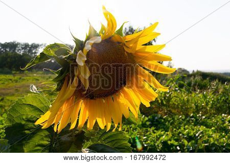 Wild sunflower on a green large meadow
