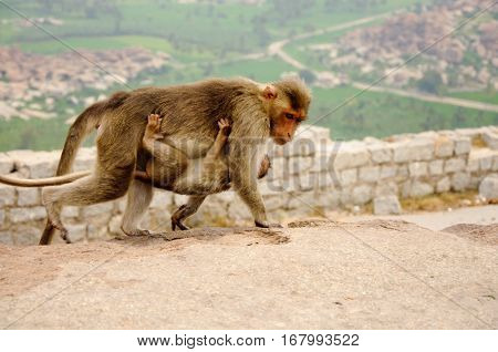 monkey family - mother and her baby