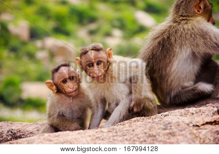 monkey family. Monkeys sit a photographer, look like people