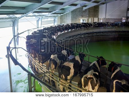 agriculture industry, farming and animal husbandry concept - process of milking cows at rotary parlour system on dairy farm