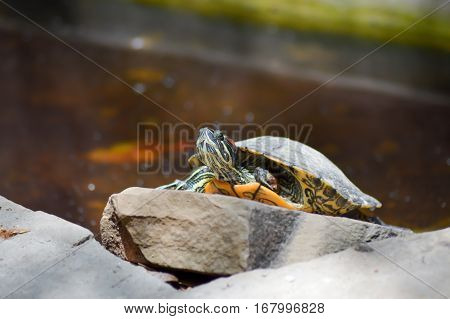 Hermann Tortoise taking the break on a rock with the pond in the background