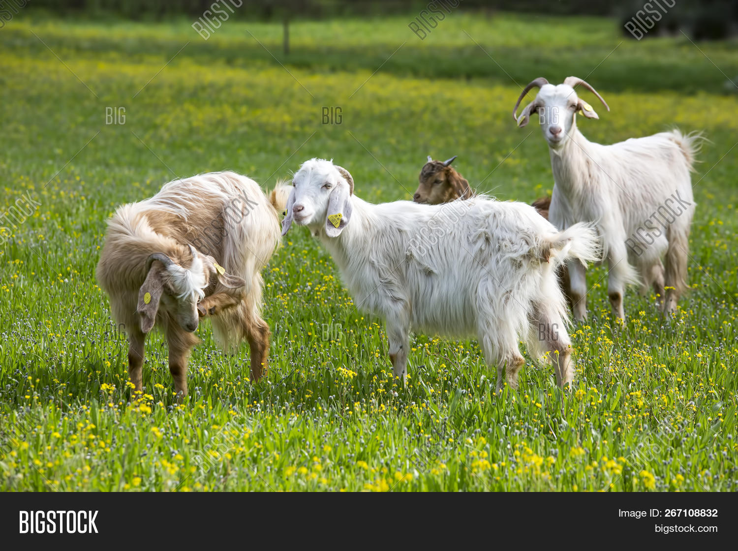 Goat Field, Free. Image & Photo (Free Trial) Bigstock