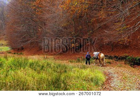 Forse on a path in the autumn forest