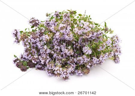 Bitkisel Tıp: kekik (Thymus serpillum)