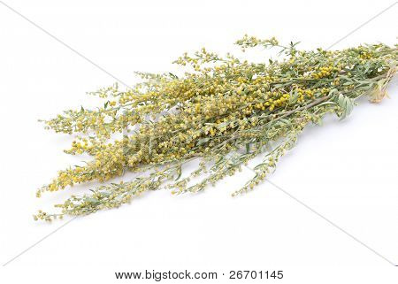 Malurt