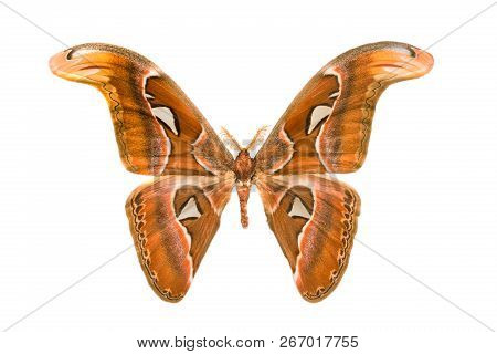 Butterfly Attacus Imperator Isolated On White Background