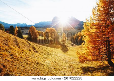 Yellow larches in the sunlight. Location Dolomiti, Compaccio village, Seiser Alm (Alpe di Siusi), Province of Bolzano - South Tyrol, Italy, Europe. Scenic image of idyllic autumn day. Beauty of earth.