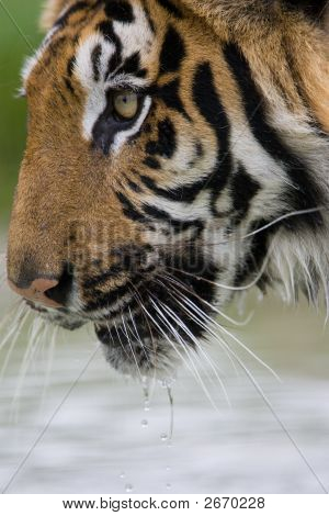 Tiger drinken