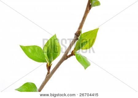 Branch aspen tree with spring buds isolated on white