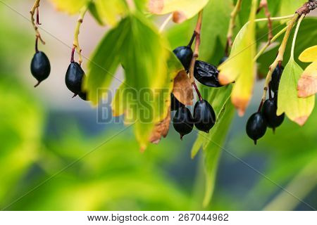 Black Currant Berries On A Branch Close Up