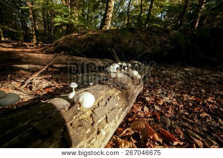 Fallen Dead Tree Trunk With Striking Atmospheric Sunlight In An Autumn Forest. Slimy White Fungi Tak
