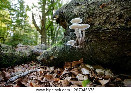 Fallen Dead Tree Trunk In An Autumn Forest. Slimy White Fungi Take Over Tree Stump As Part Of A Natu