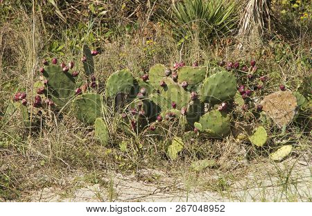 A Prickly Pear Catcus Plant Flourishs Along The Shoreline At Emerald Isle North Carolina