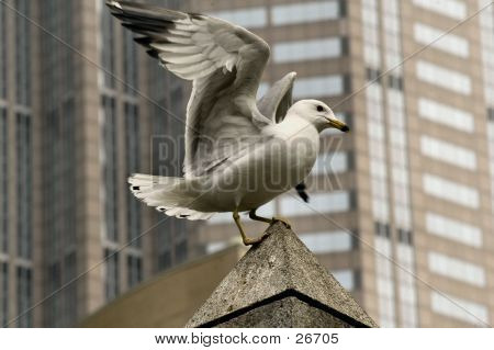 Mouette du centre