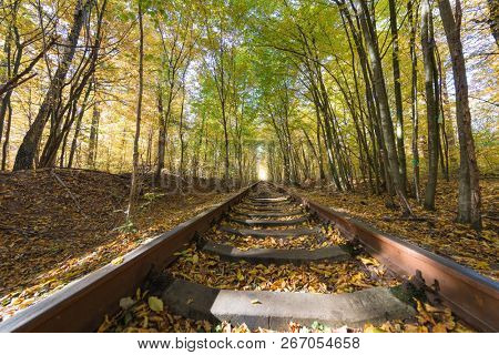 love tunnel in autumn