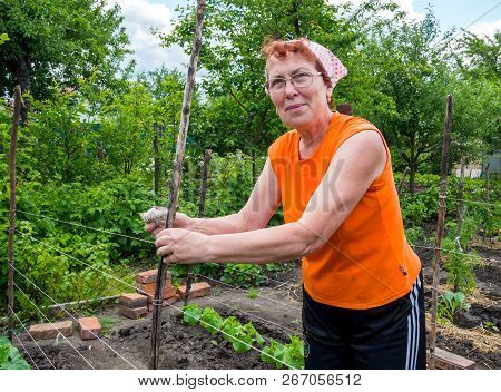 Voronezh, Russia - June 10, 2018: An Elderly Woman Pulls The Trellis To Support The Growth Of Garden