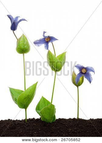 클레 마티스 integrifolia의 꽃