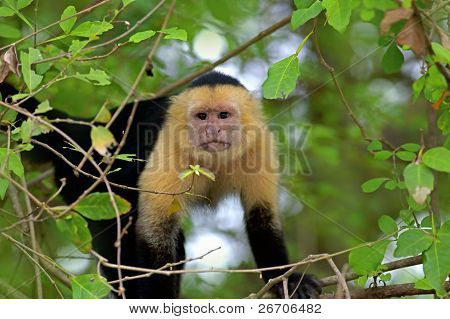 White faced Capuchin