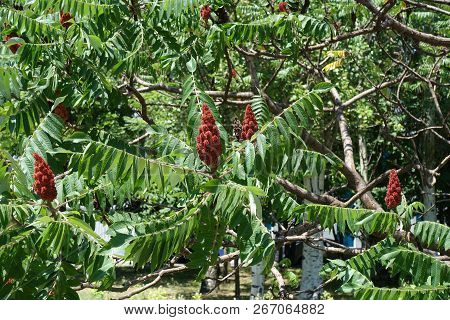Foliage And Red Fruit Clusters Of Rhus Typhina