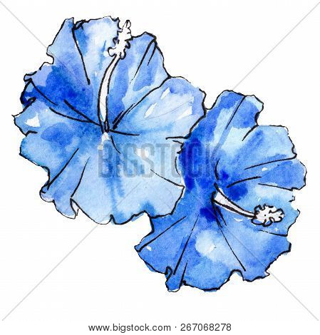 Blue Tropical Flower. Botanical Garden Floral Foliage. Isolated Tropical Flower Illustration Element