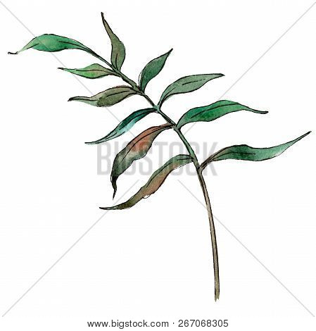 Green Tropical Leaf. Green Leaf. Leaf Plant Botanical Garden Floral Foliage. Isolated Tropical Flowe