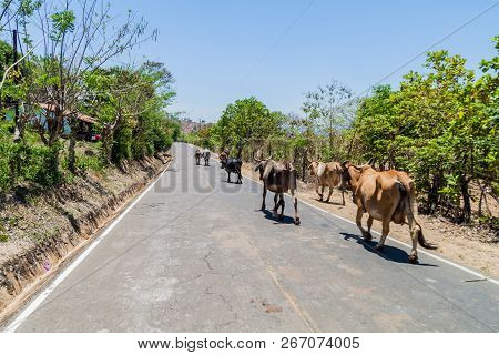 Cows On A Road Near Chalatenango, El Salvador