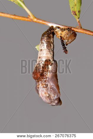 Freshly pupated Viceroy butterfly caterpillar in its chrysalis, with its old exuviae next to it on the willow twig