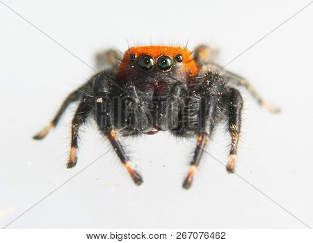 Beautiful black and orange Apache Jumping spider, Phidippus apacheanus, looking at the viewer, on white