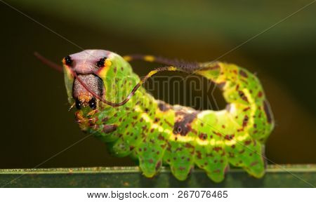 Closeup of Black-etched Prominent moth caterpillar  displaying his tail flagella