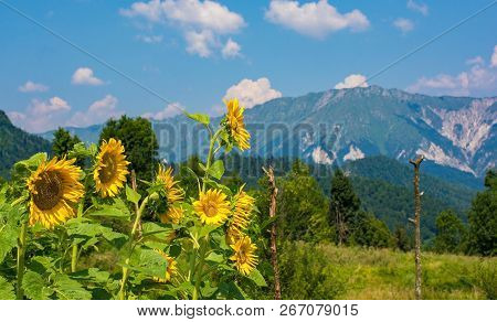 Sunflowers In Primorska, Westerm Slovenia, With The Julian Alps In The Background