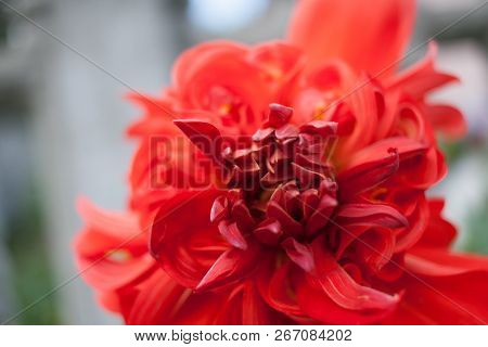 Close-up Flower Of Red Dahlia With Undisclosed Petals.