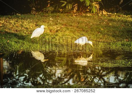 Two White Egret Wading In The Lake And Hunting In The Sun Light