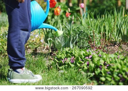 Boy With Blue Watering Can In His Hands Helping To Water The Flowers In A Countryside Croft.