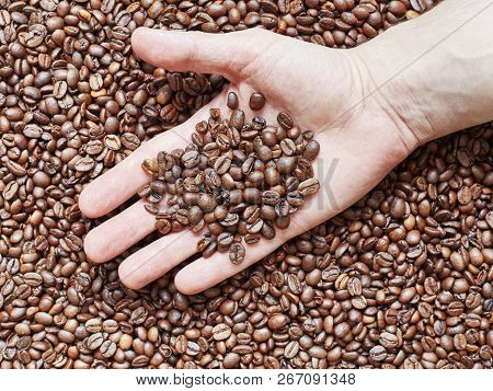Hand With Fried Black Coffee Beans, Close-up