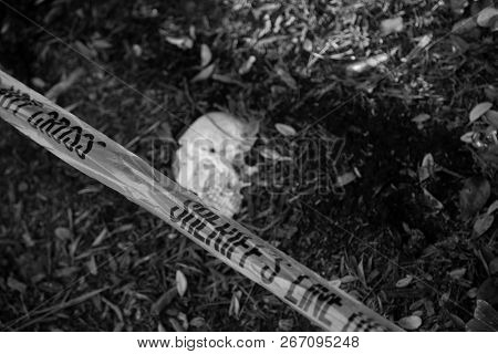 Crime Scene. Human Skull buried in dirt in a crime scene.