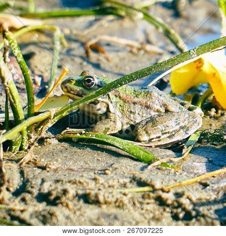 Frog On The Shore Next To Fallen Yellow Leaves