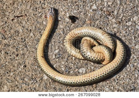 A Large Specimen Of A Dead Snake, Caspian Whipsnake In Greece