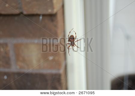 Aranha na Web