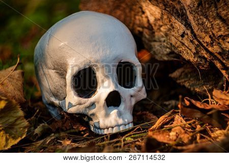 Scary Jawless Halloween Skull On Old Wood Tree Stump