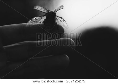 Cockchafer On A Female Finger, Soft Green Background. May Beetle Melolontha Melolontha. Side View
