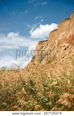 wildflowers on high coast by the sea, beautiful coastal landscape, travel concept
