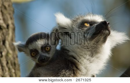 Bébé mignon lémur catta