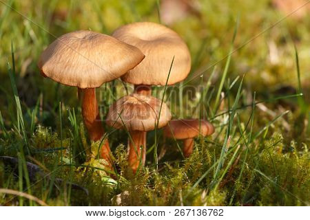 Mower's Mushrooms In Moss